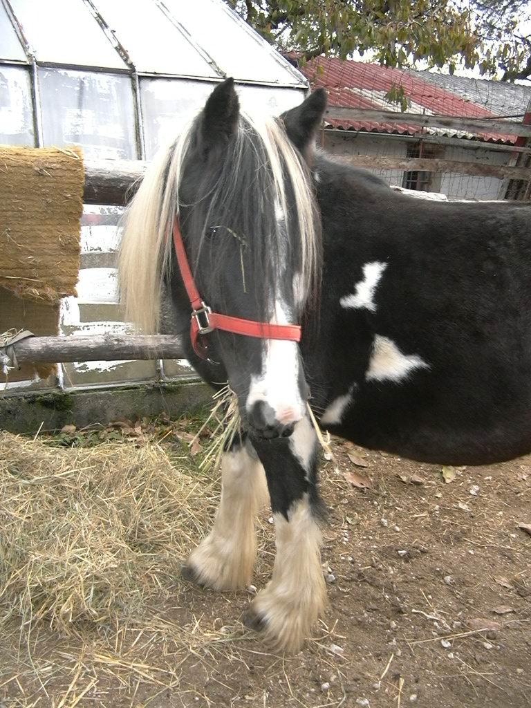 Lady 02.JPG