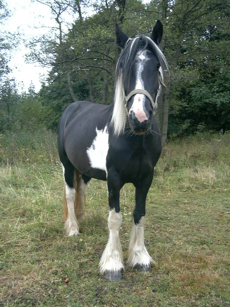Lady 05.JPG