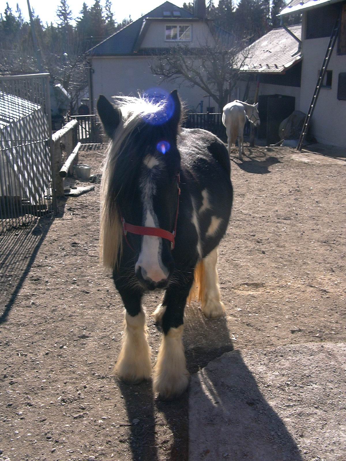 Lady 11.jpg