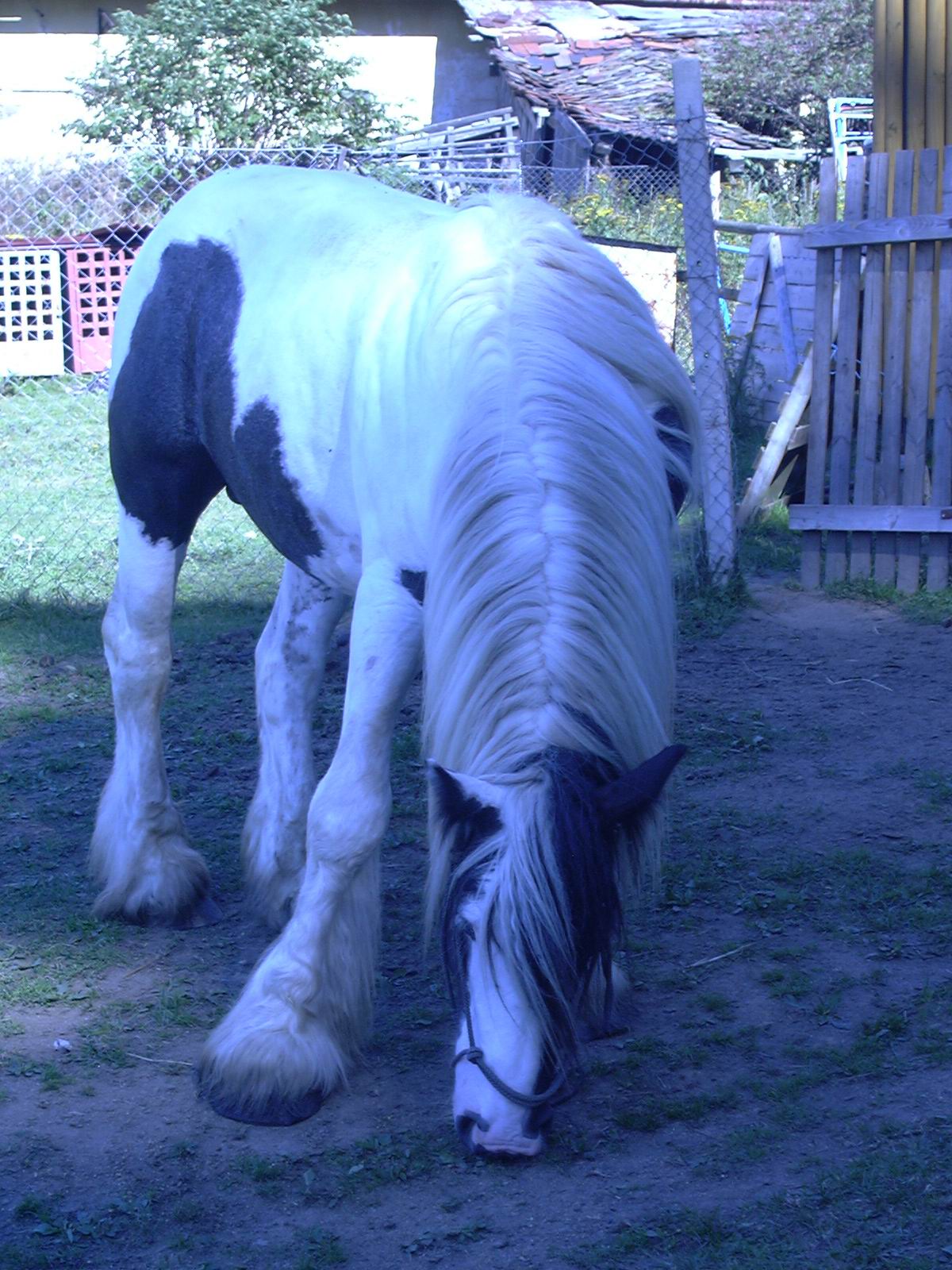 P1000142.JPG