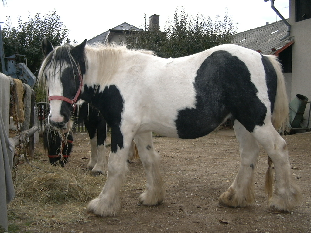 Sumo 04.JPG